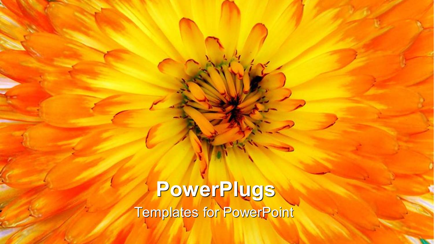 a Closeup of a Beautiful Flower