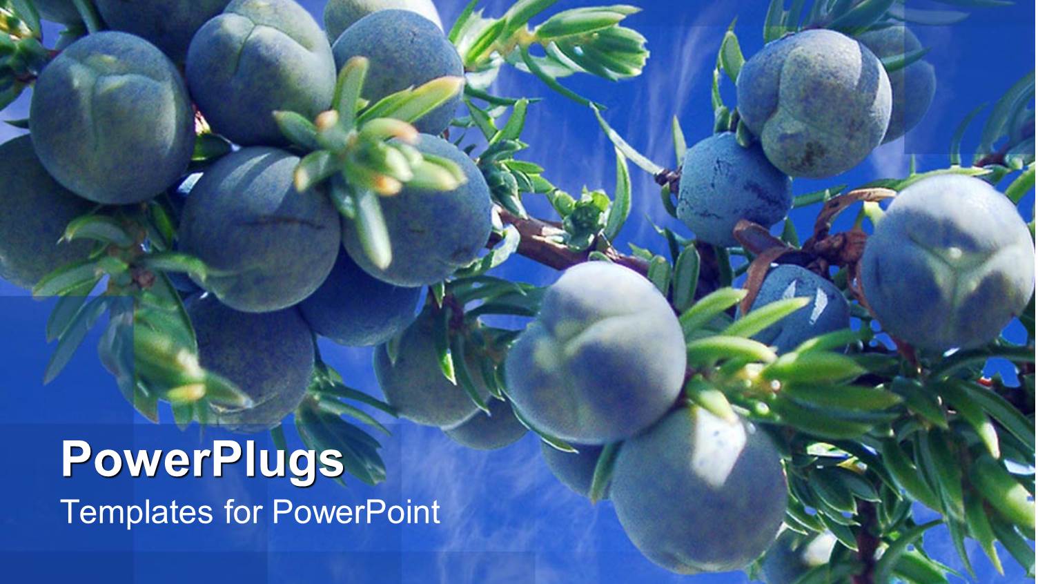 Cloudy Blue Sky with Berries on Juniper Tree