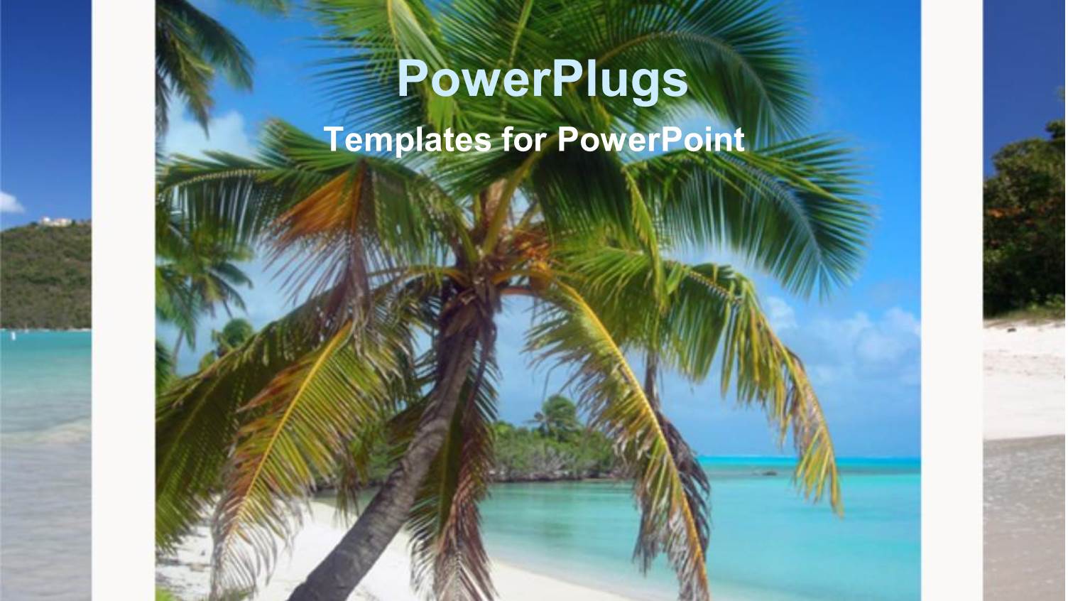 Coconut Palm Tree on Beach in Box with Ocean Landscape, Vacation, Holiday, Travel