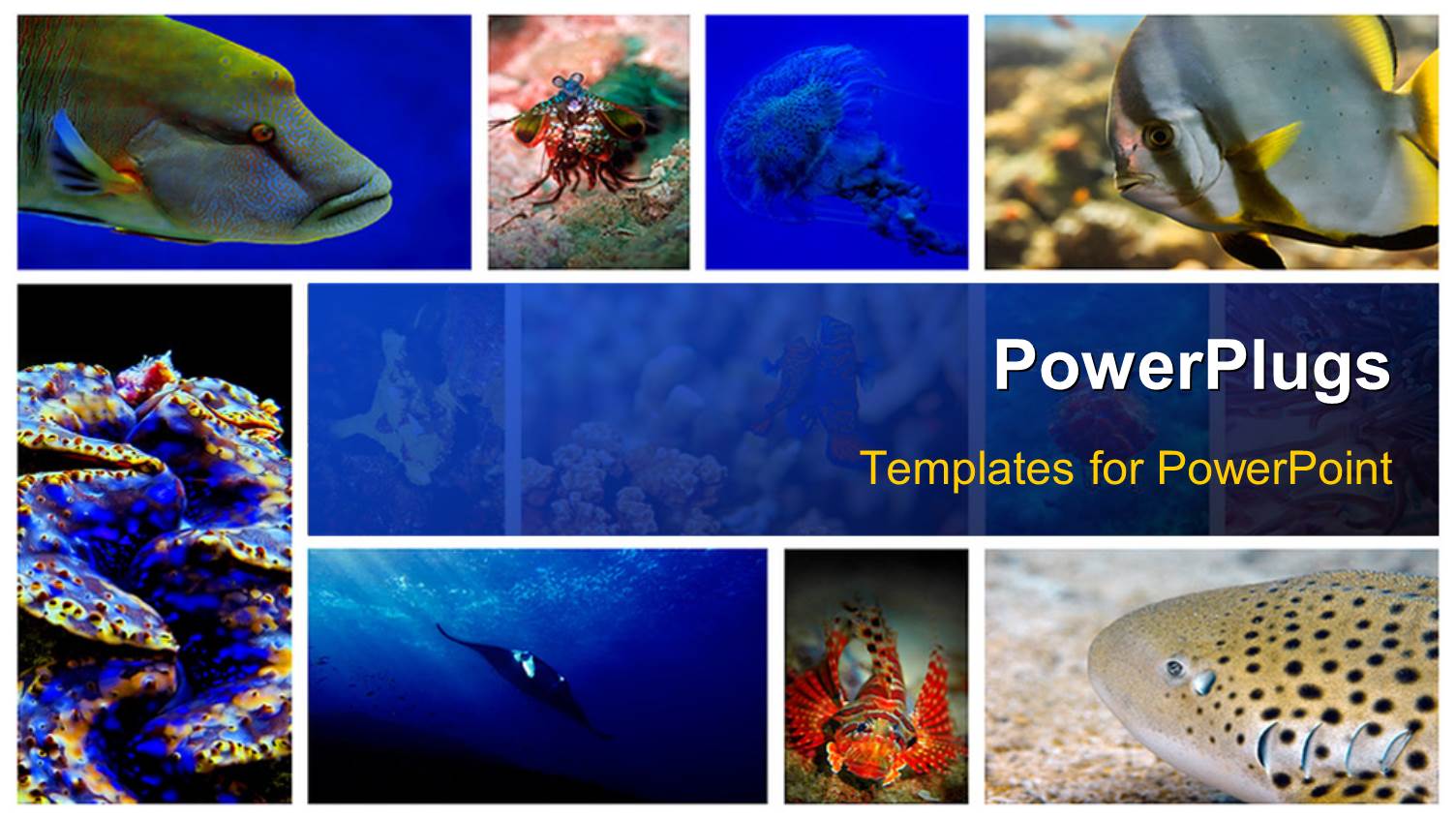 a Number of Figures Related to Sea Life in the Picture