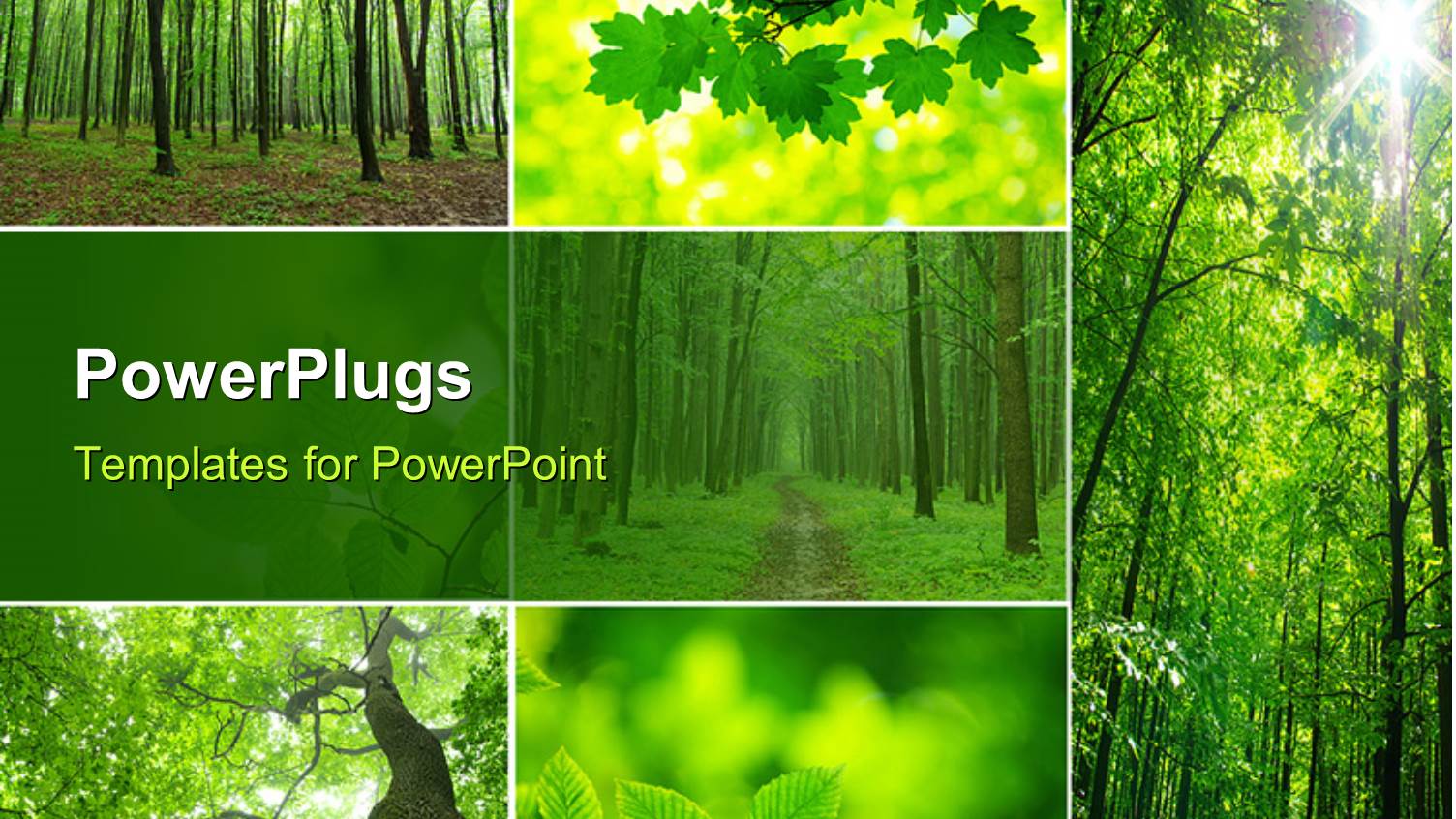 Collage of a Forest with Trees and Green Leaves Showing Nature