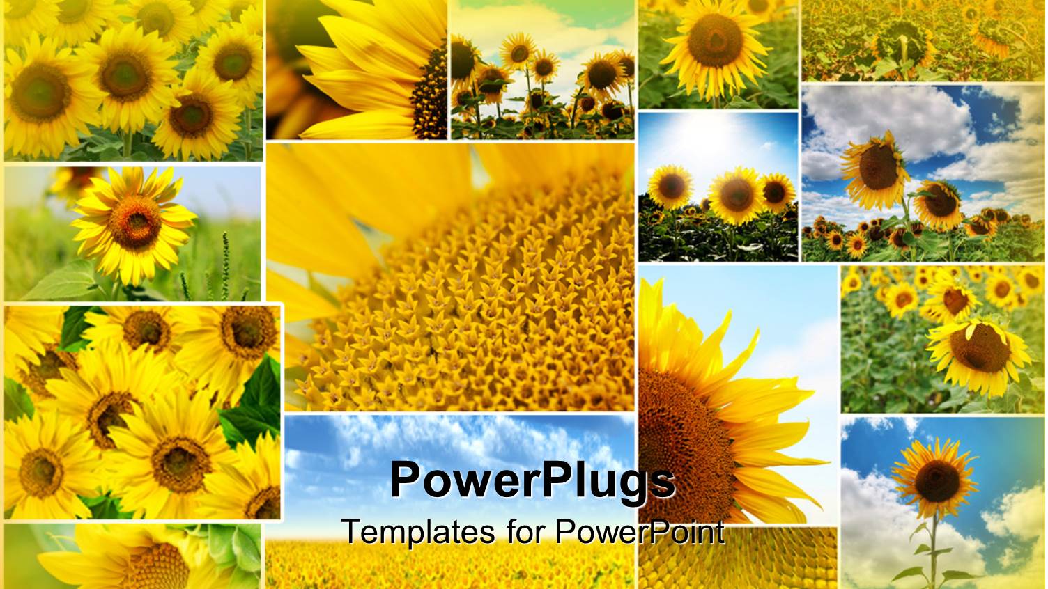 Collage of Sunflowers in Various Sizes some Close Up, Others with Blue Sky Background