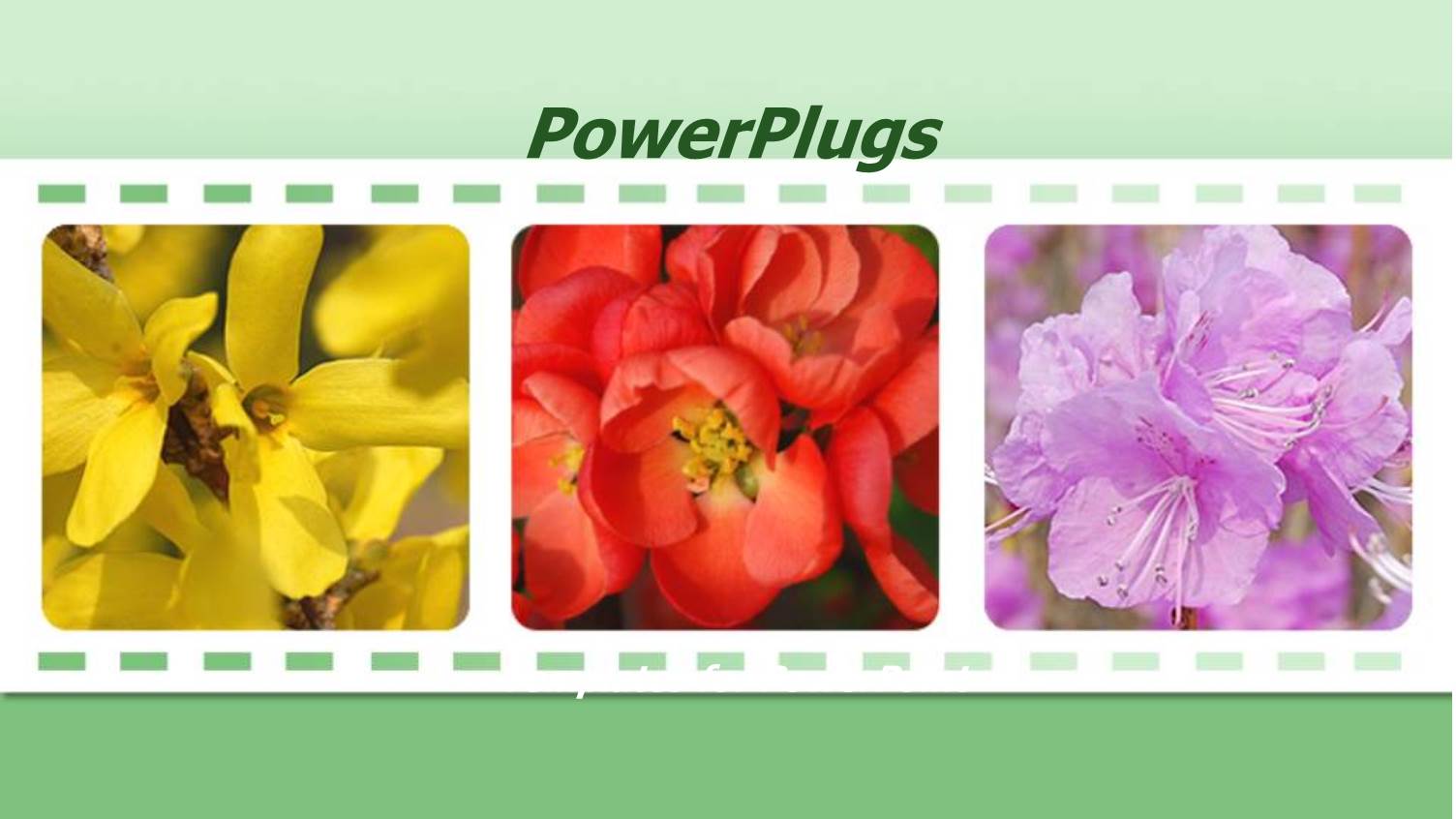 Collage of Three Depictions of Beautiful Colorful Flowers, Yellow, Red, Purple Flowers