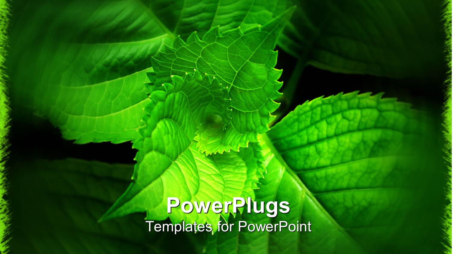 a Collection of Fresh Leaves with Green Background