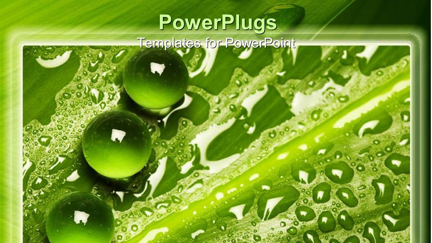 a Collection of Green Leaves and Water Drops on Top of them