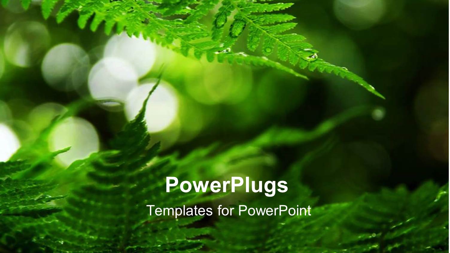 a Collection of Leaves with their Reflection in the Background