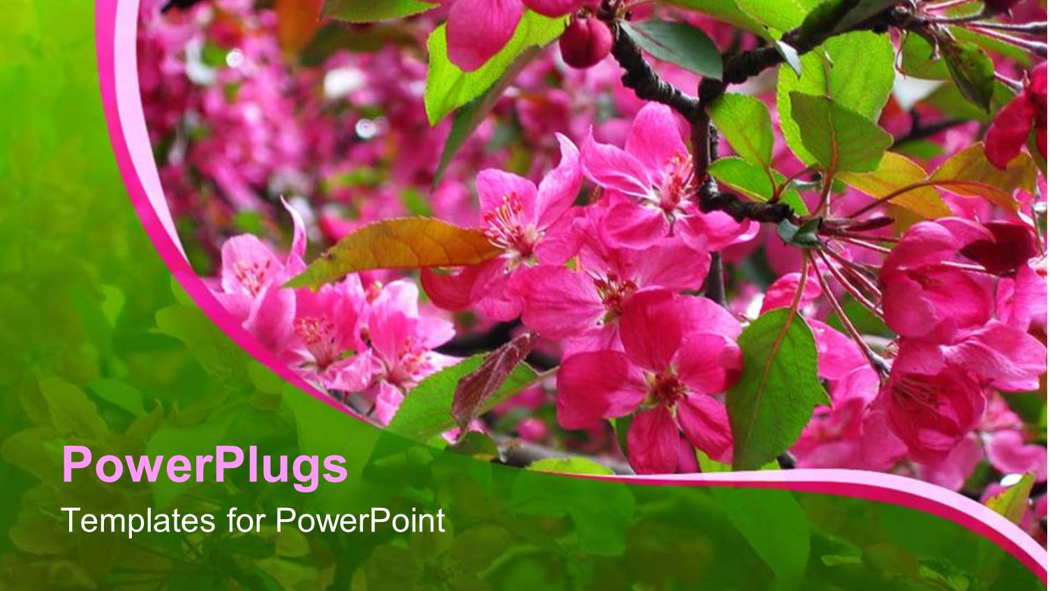a Collection of Pink Flowers with their Reflection in the Background