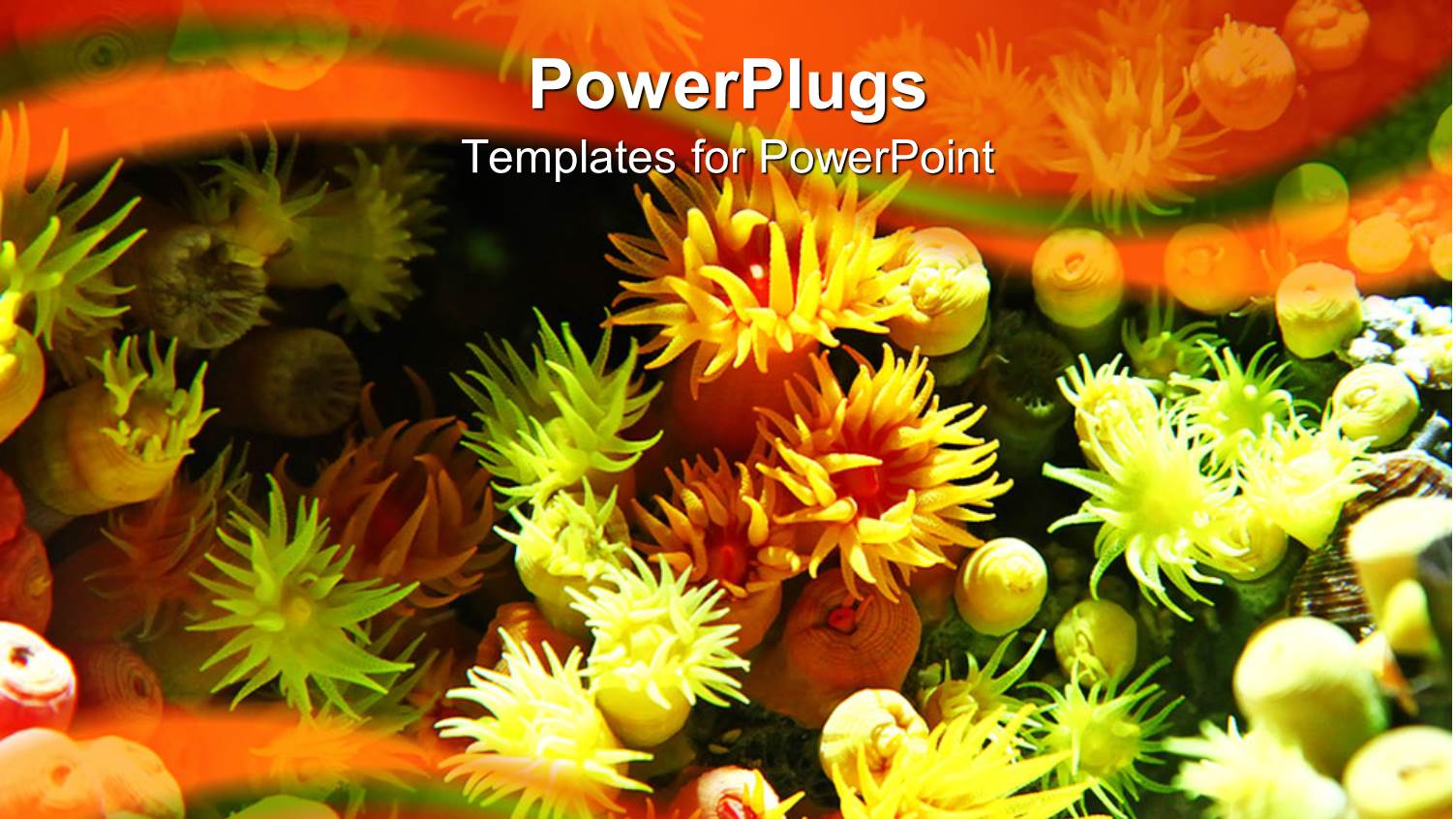 Colorful Anemone in Aquarium Under Light, Orange and Green Wave Background