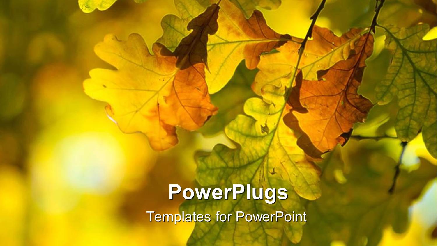 Colorful Autumn Leaves on a Tree on a Colorful Background