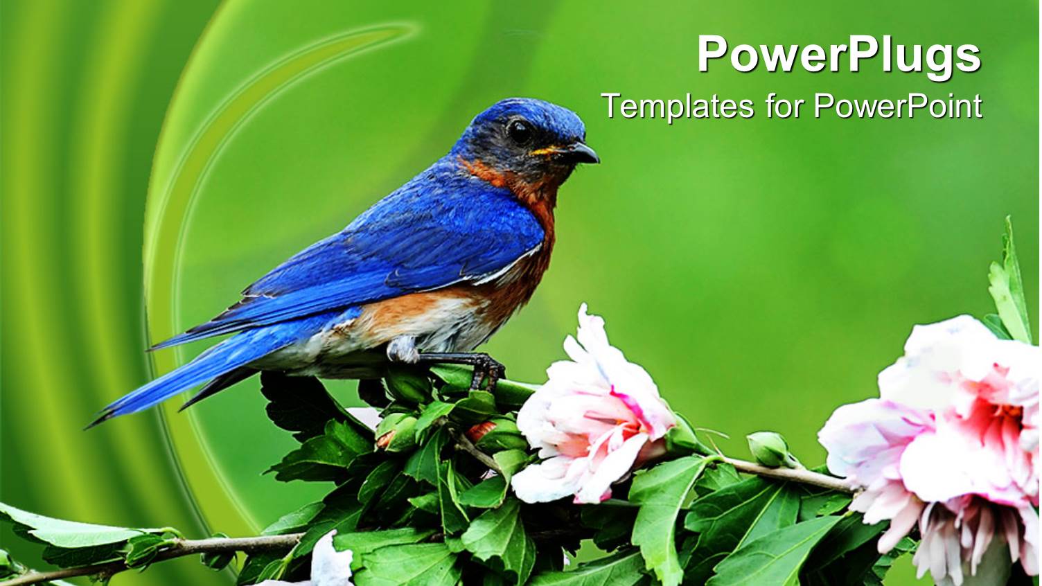 a Colorful Bird with Sitting on a Branch