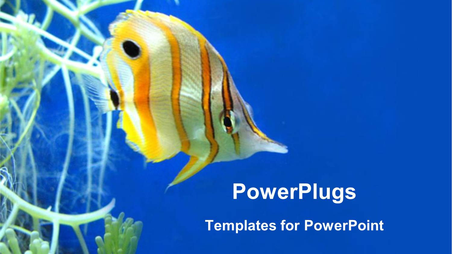 Colorful Fish Close Up Under the Ocean in Blue Background