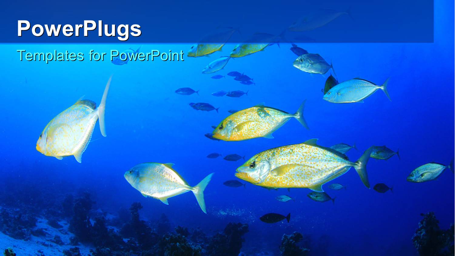 Colorful Fishes Swimming in the Water