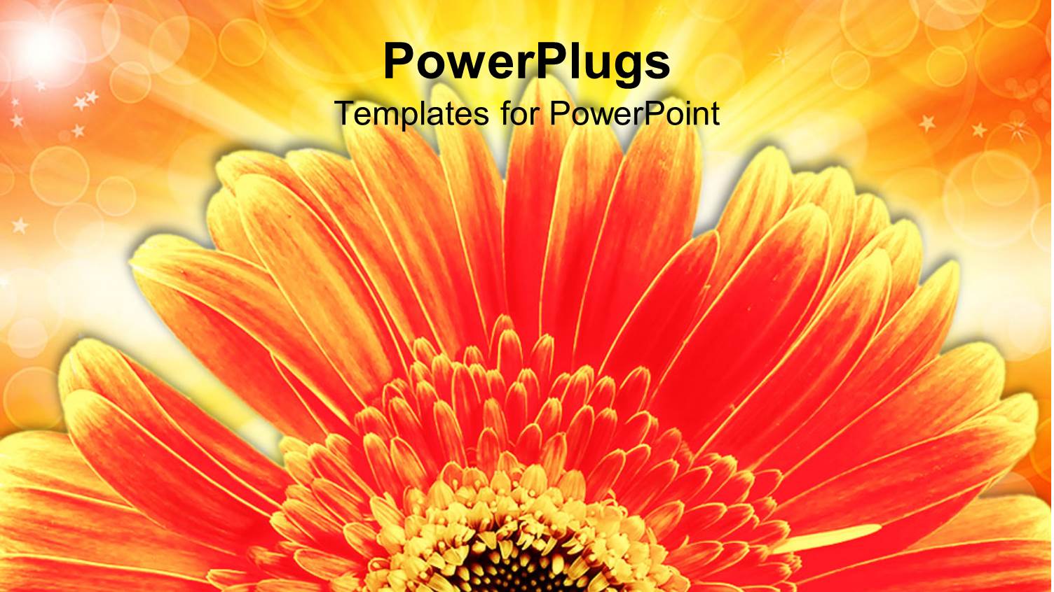 a Colorful Flower with Orange Background