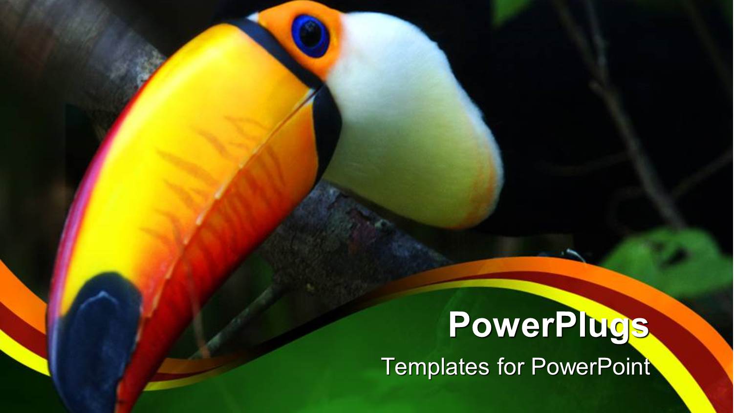 Colorful large Bird with large Beak Resting on a Tree