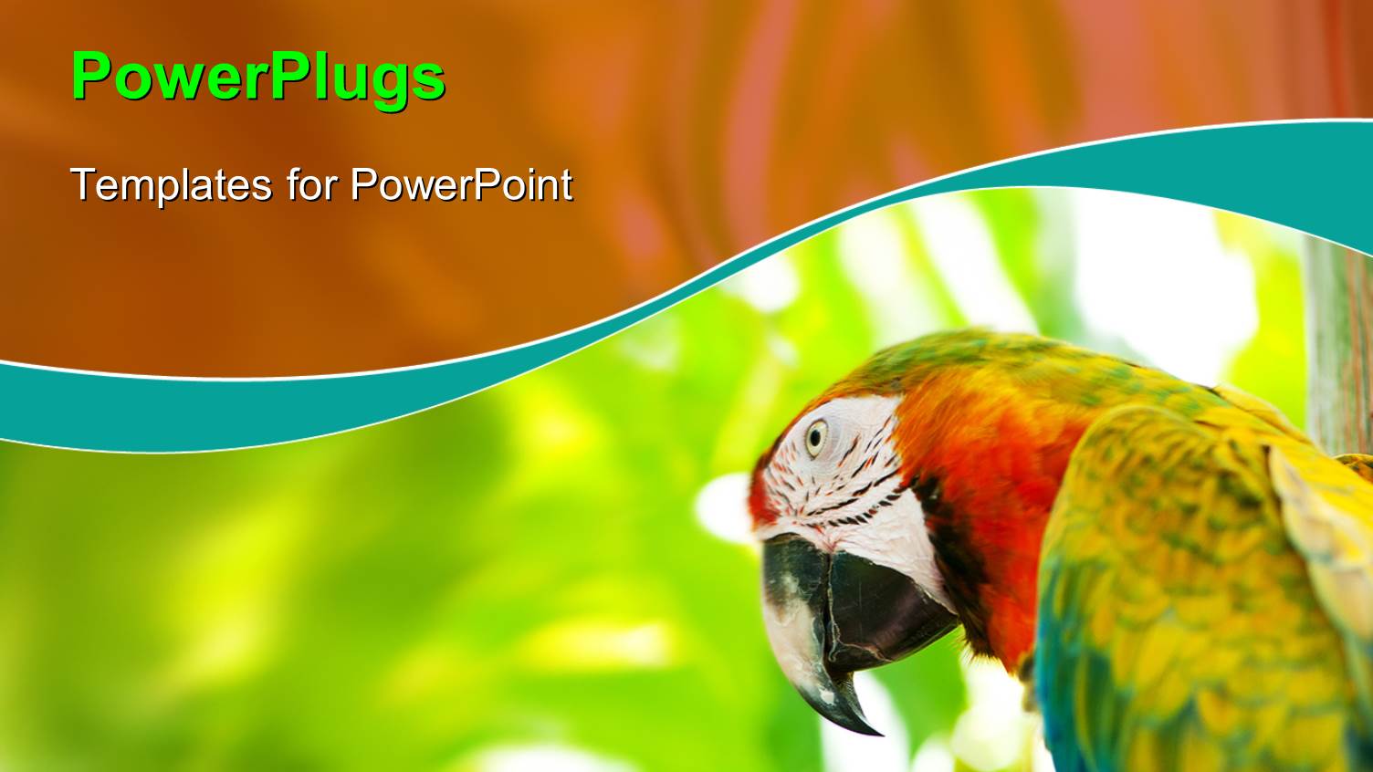 Close-up of Colorful Parrot Over Blurry Background