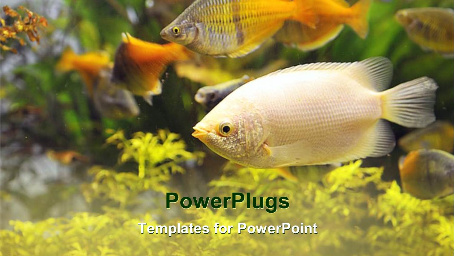 Colorful View Inside a Busy Aquarium