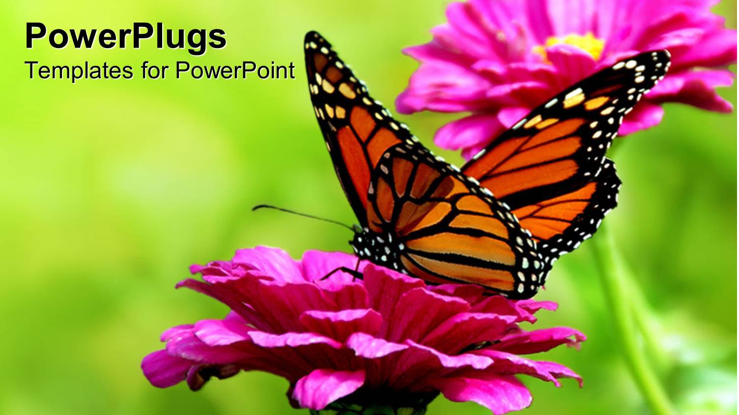 Colorful Yellow and Orange Butterfly on a Pink Flower