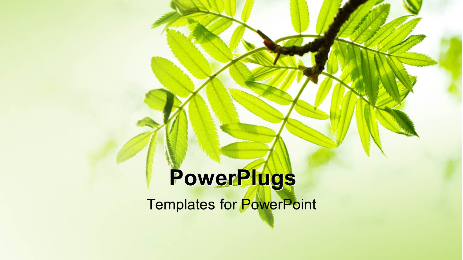 Cool Lemon Background with Close-up of Fresh Mountain Ash Leaves