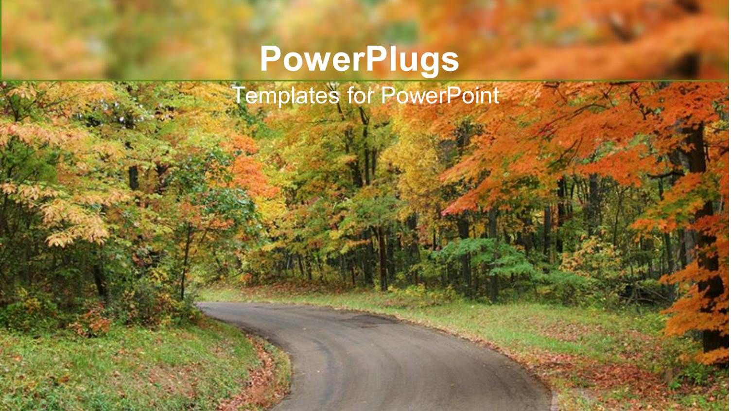 Country Road Leading Through Forest with Trees and Grass in Autumn Scenery