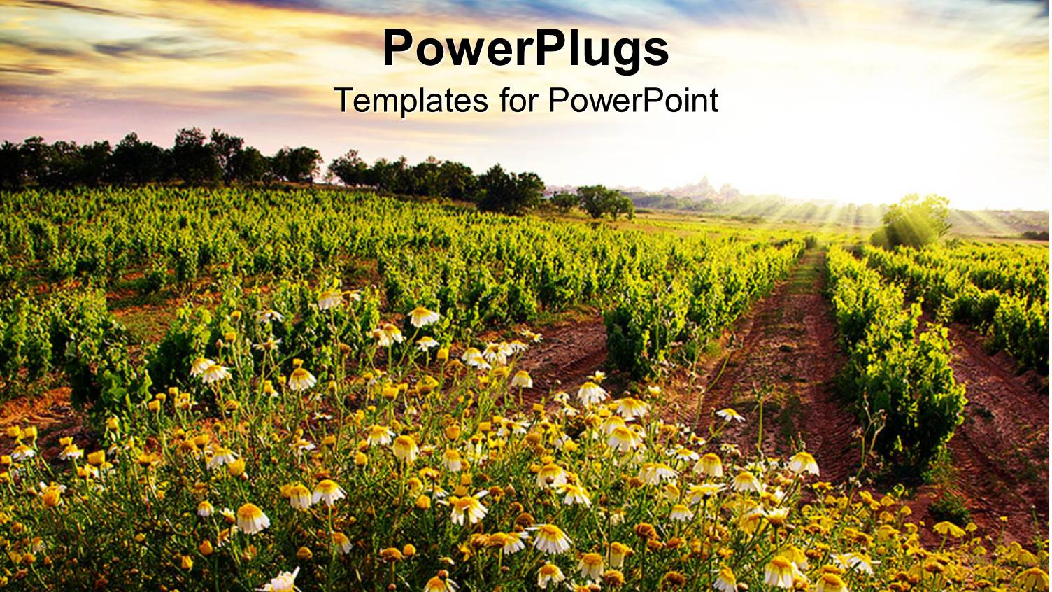 Countryside Landscape N Vineyard and Flowers with Sunset Horizon Background