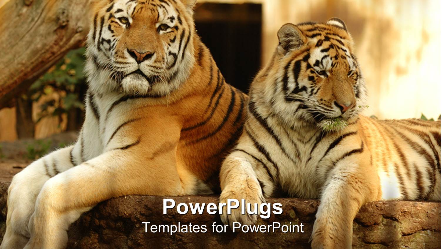 a Couple of Tigers Resting Under the Tree