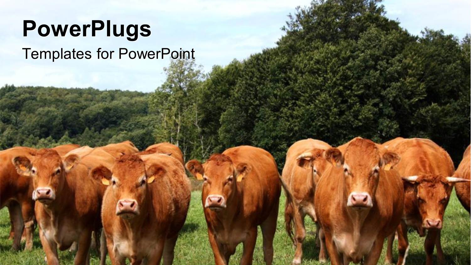 Cows Grazing in Tropical Grassland with Thick Forest Behind