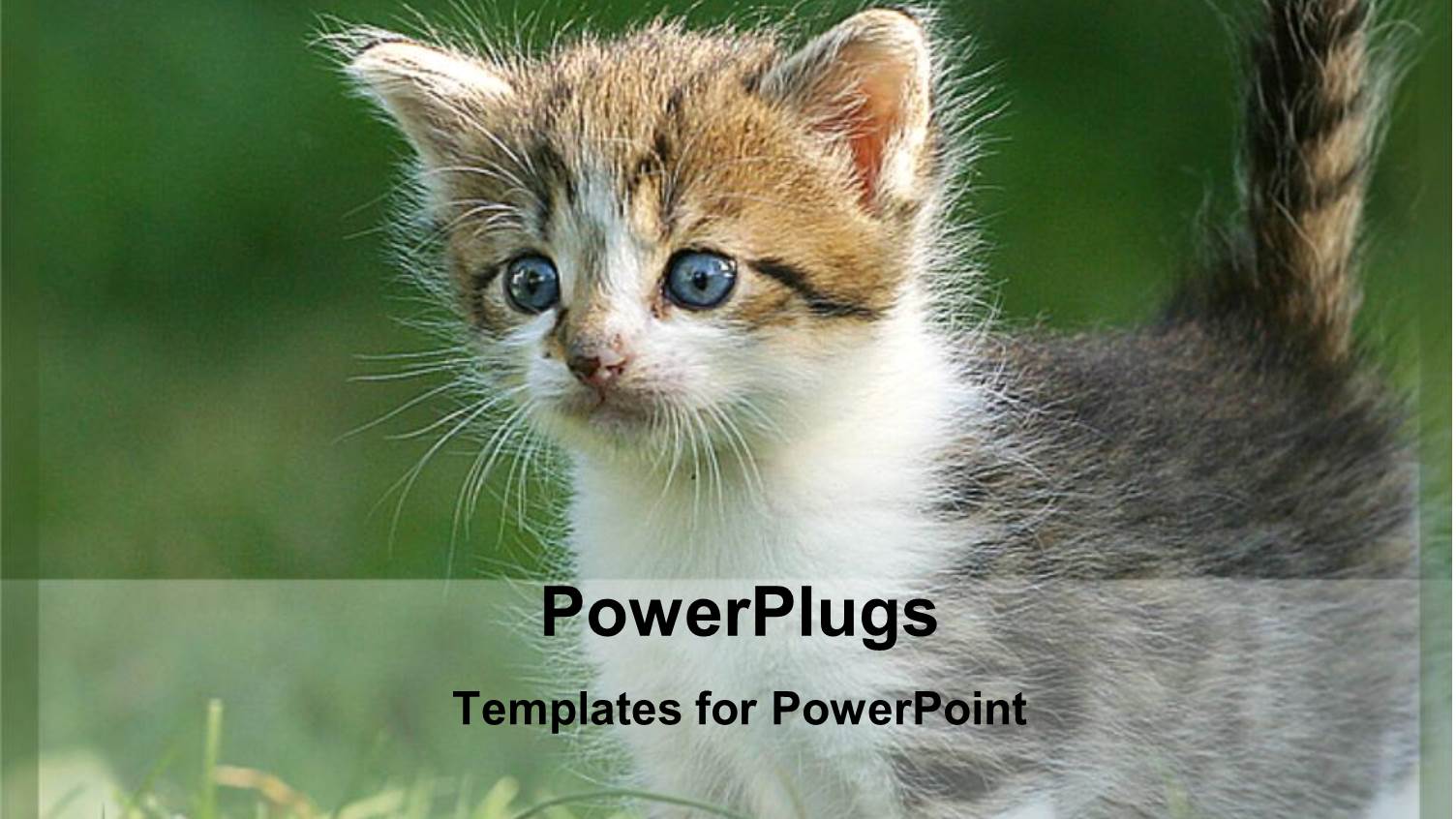 Curious Gray, White, and Brown Kitten with Blue Eyes Plays in Grass