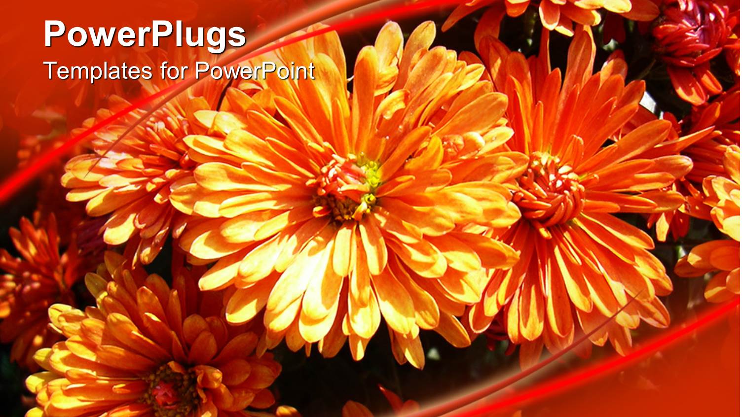 Cute Orange Colored Flowers Grows Together