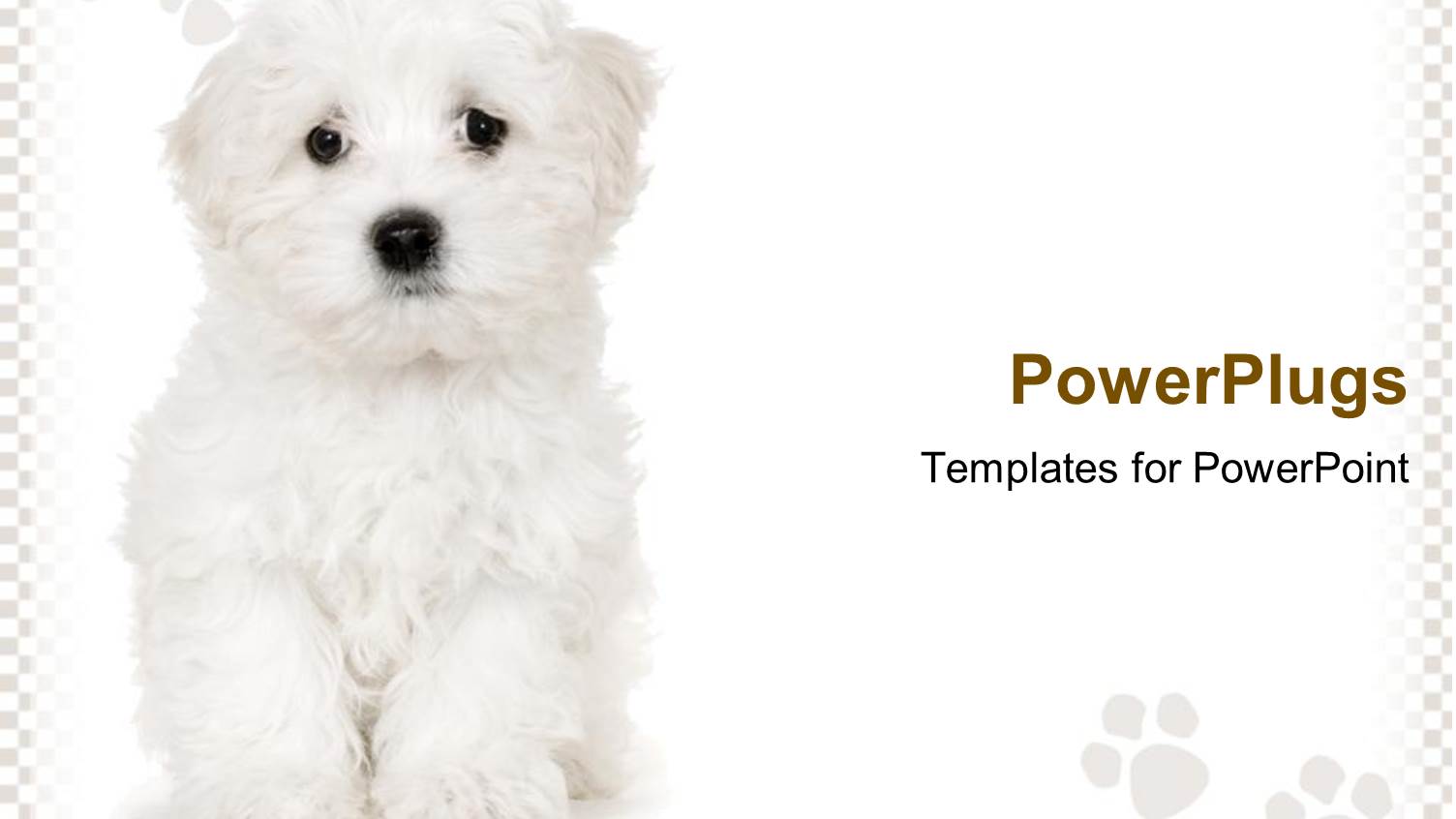 Cute Sad White Puppy on White Background