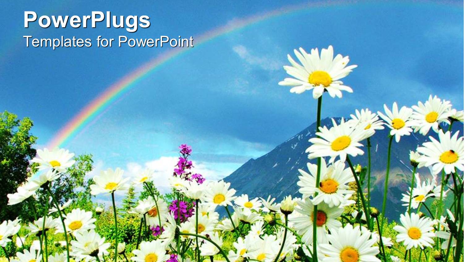 Daisies and Flowers Growing in Meadow with Rainbow in Blue Sky and Mountain Background, Nature