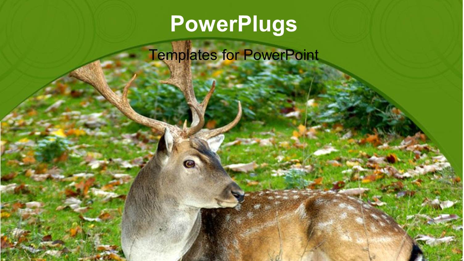 Dapple Deer Sitting in Green Field with Beautiful Autumn Leaves