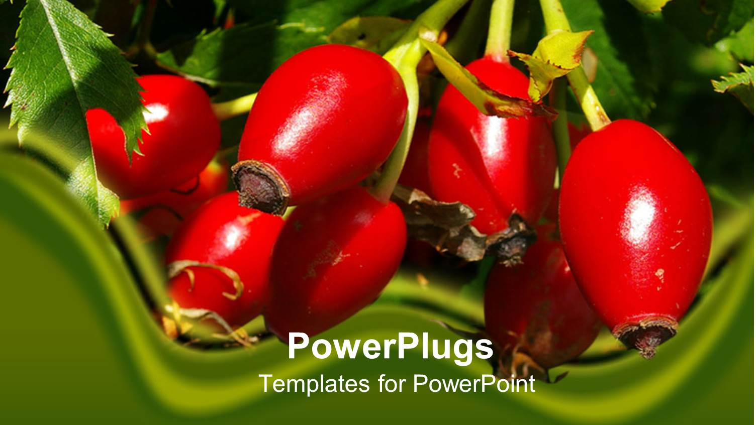 Day Light View of a Bunch of Red Rose Hips