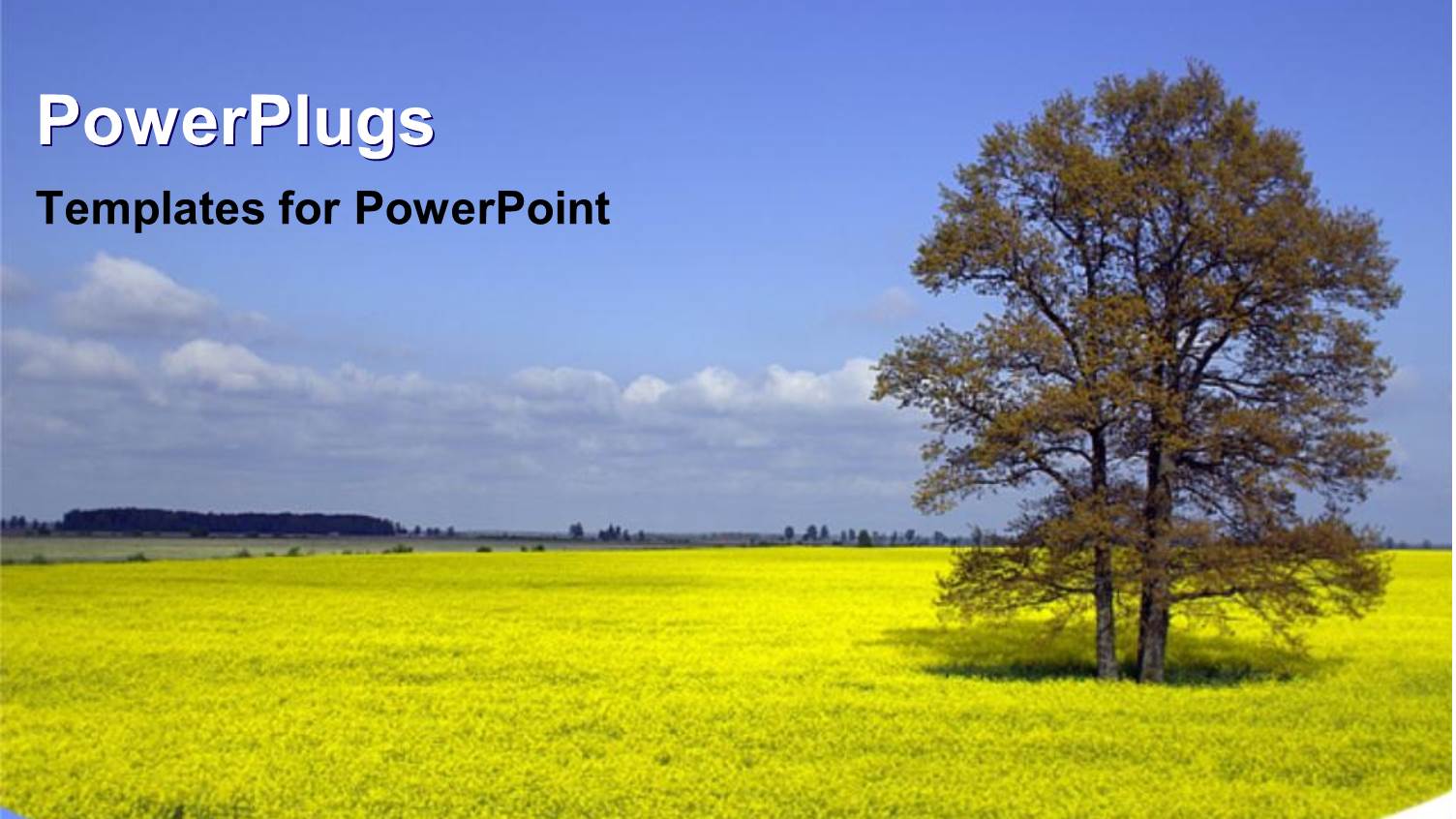 Day Light View of a Single Tree on a Grass Field