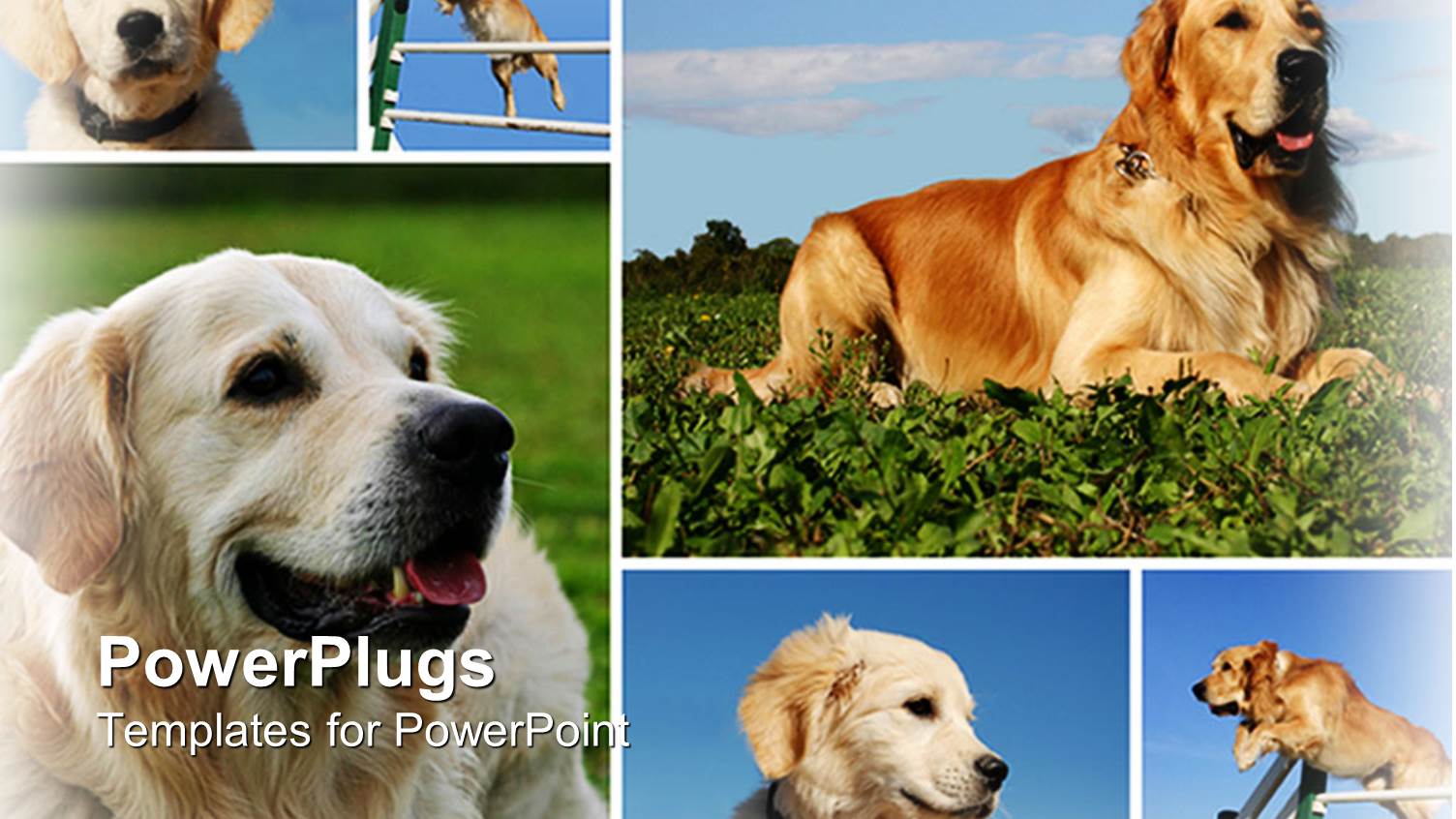 Day Light View of Six Dogs Playing on the Grass