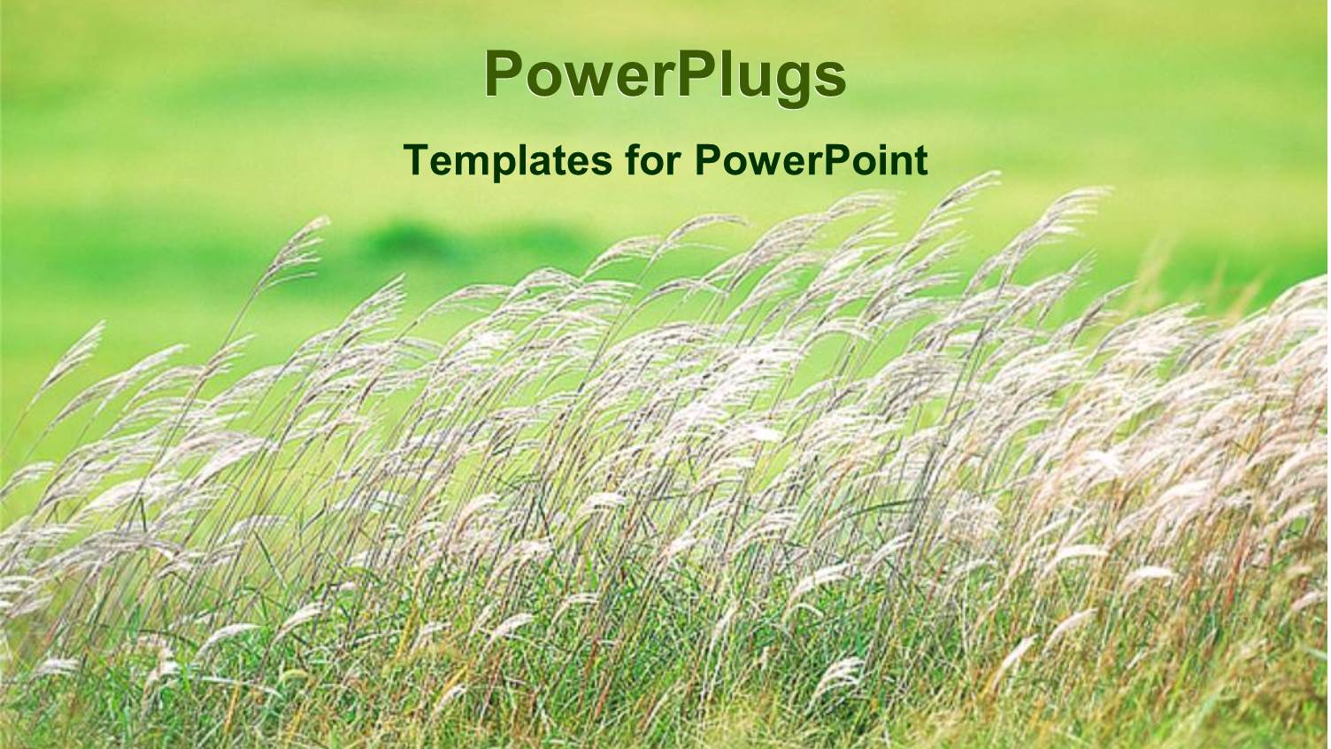 Day Light View of White Plants on Green Grass Lands