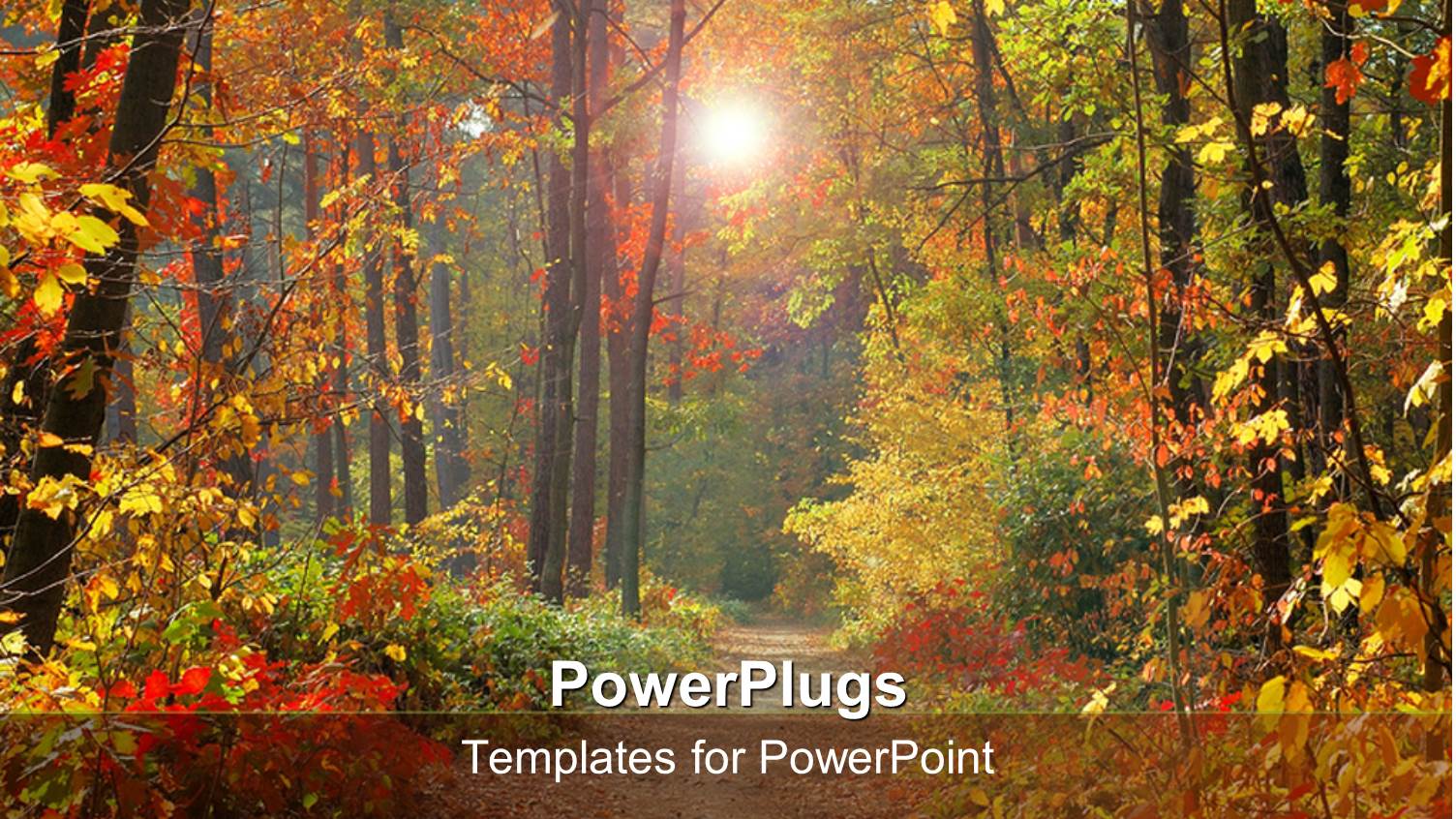 a Day Time View of a Forest with a Walk Path