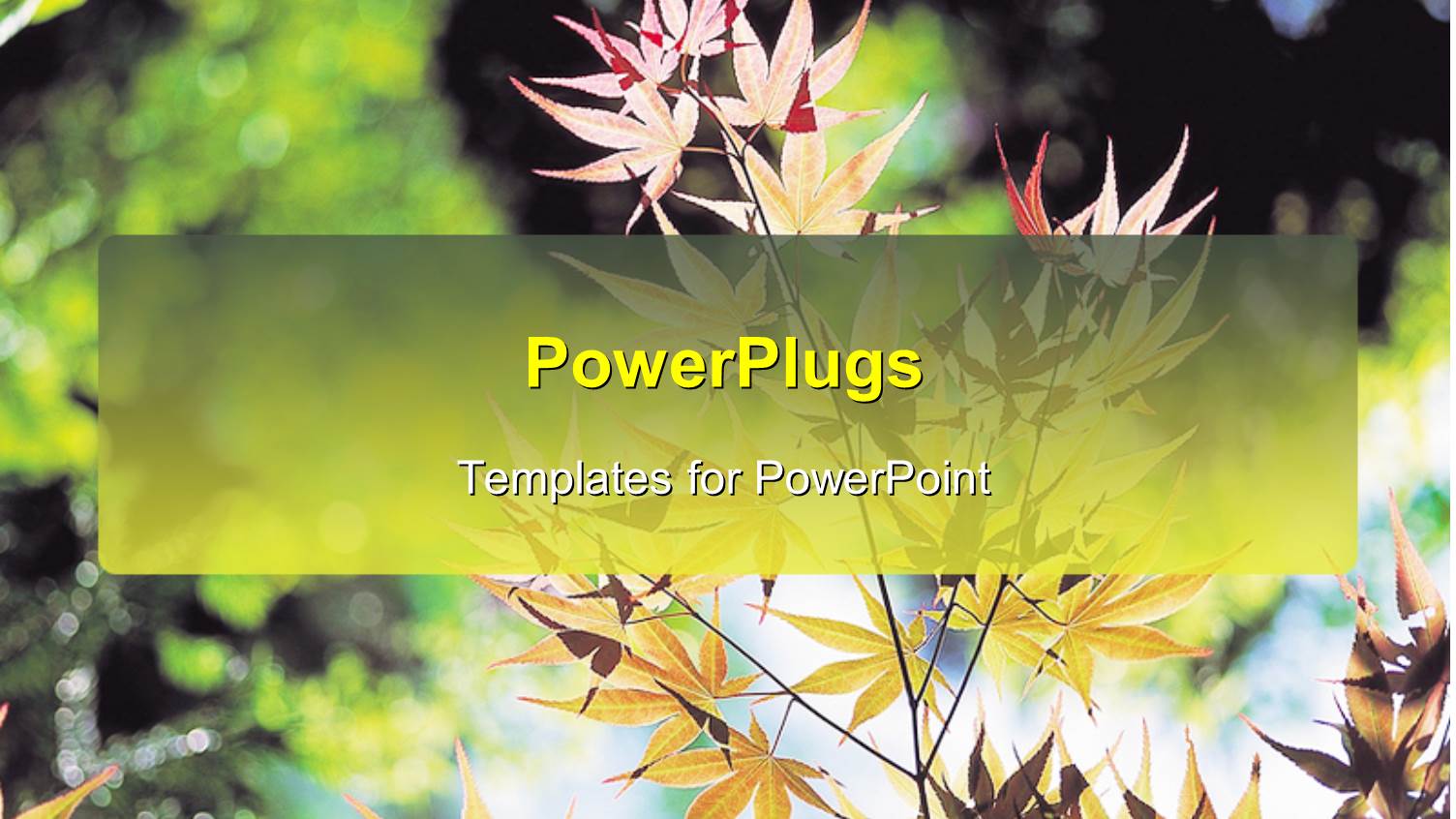 Day Time View of Lots of Dried Plant Branches