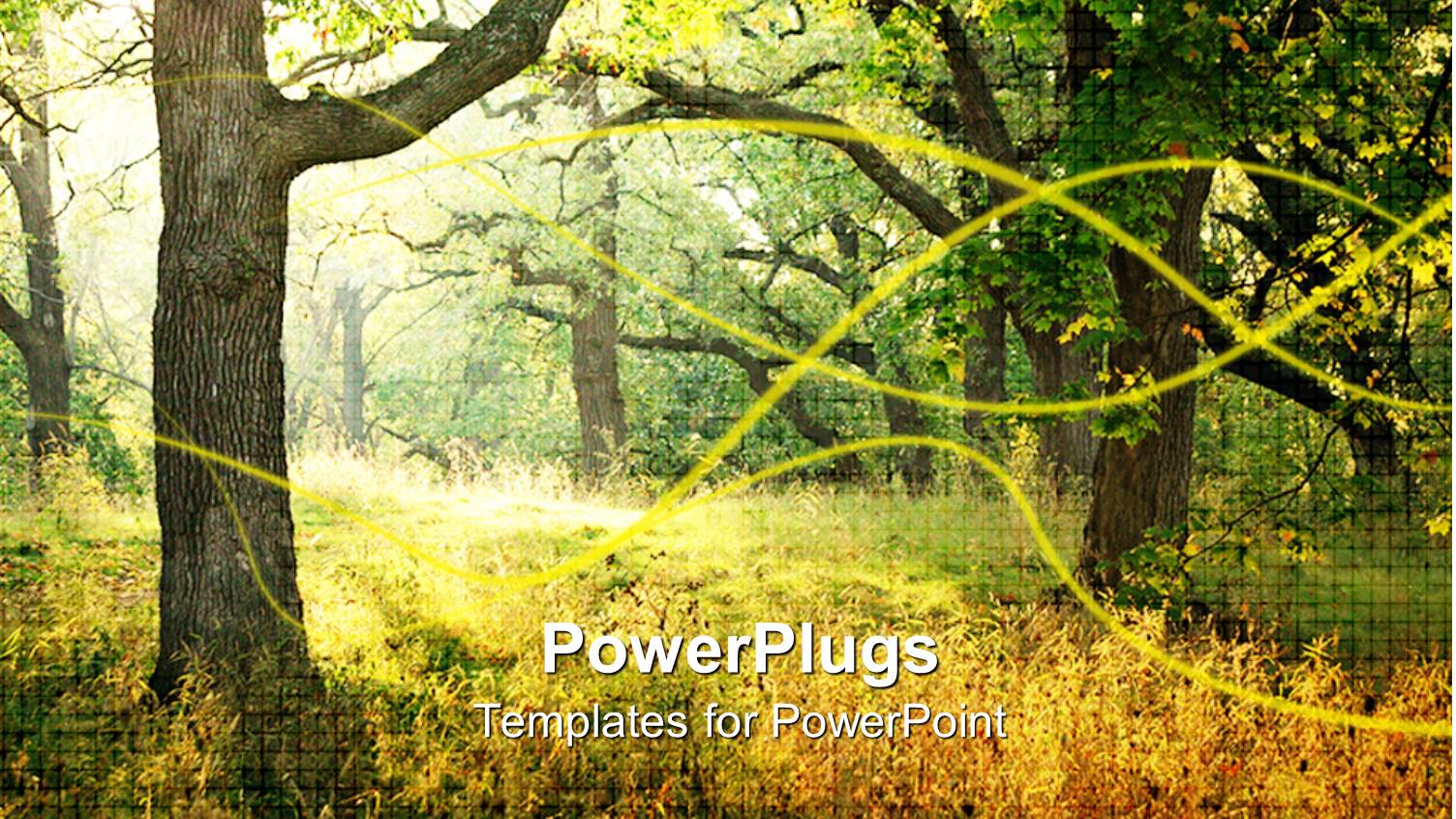 Day Time View of Tall Trees in the Woods