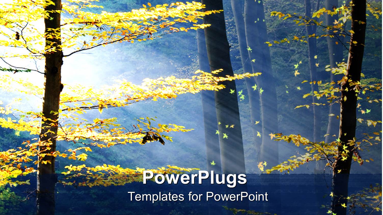 Daylight View of Lots of Trees in an Autumn Season