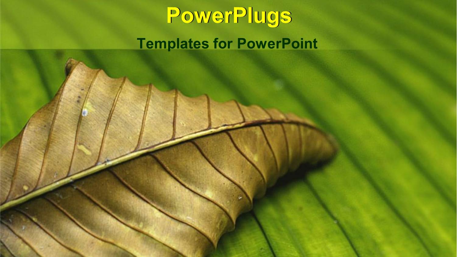 Dead, Withered, Dry Leaf on Green Leaf