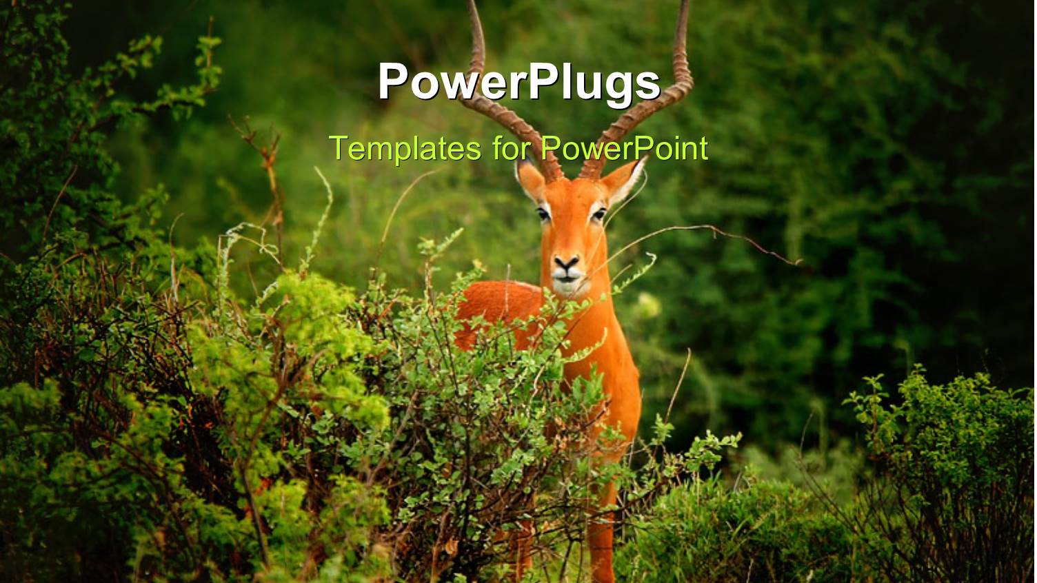 a Deer in the Jungle with Greenery in the Background and Place for Text