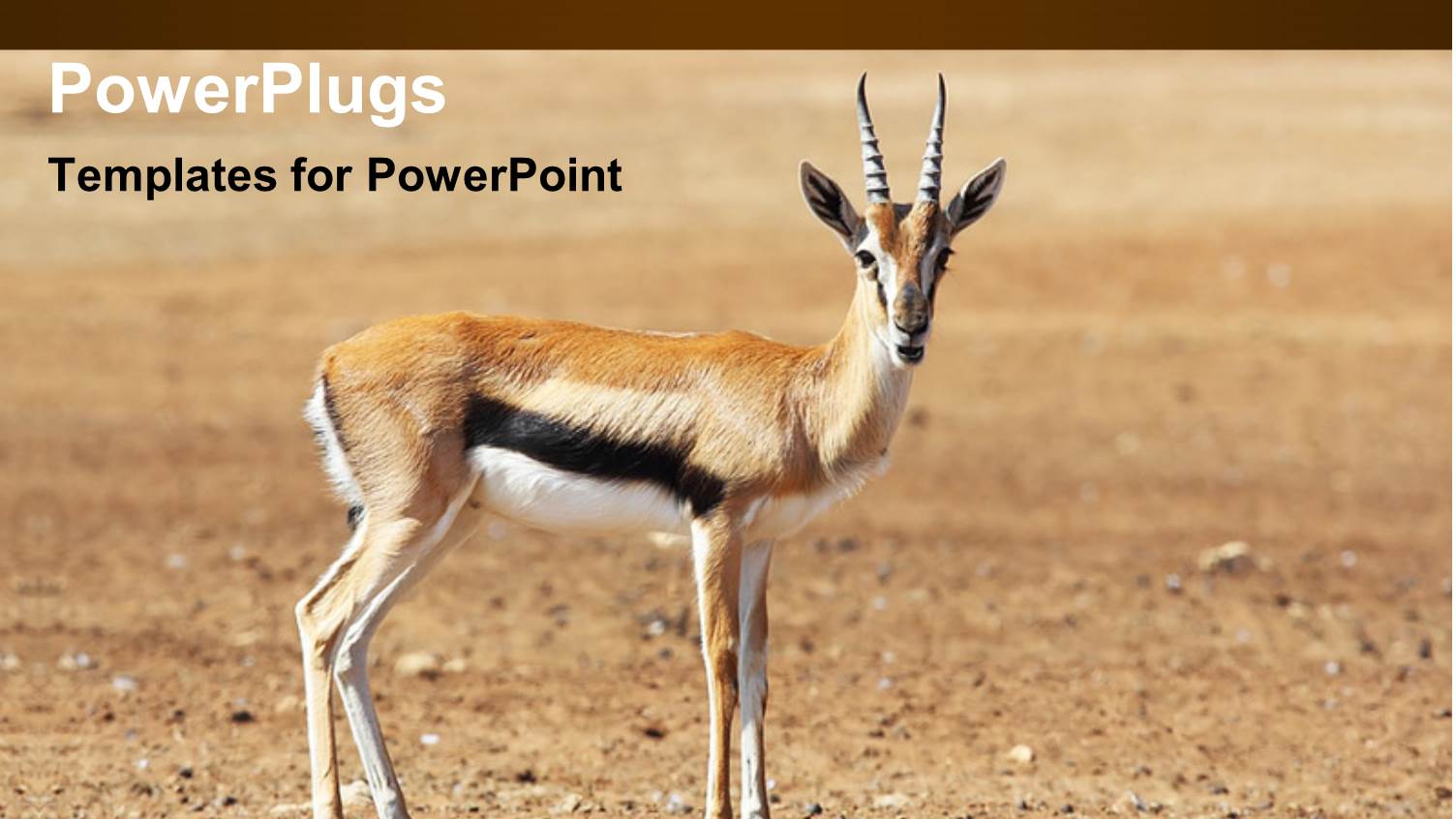 a Deer with Soil in the Background and Place for Text