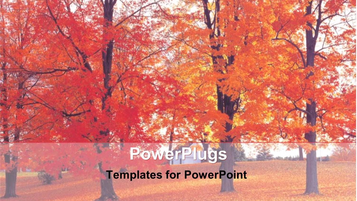 Depiction of Autumn with Beautiful Maple Trees in Garden