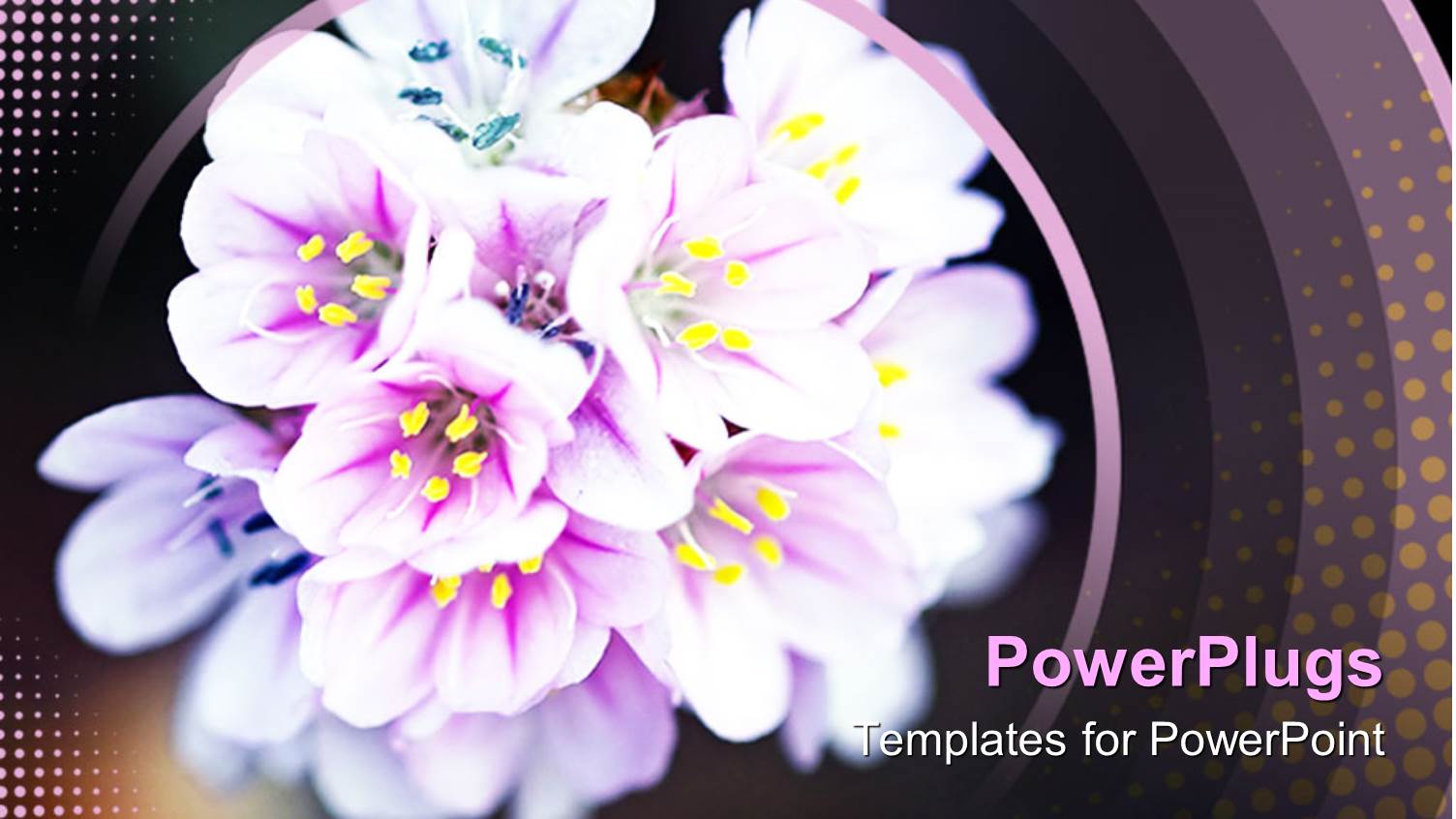 Depiction of a Bunch of Flowers with Black Background