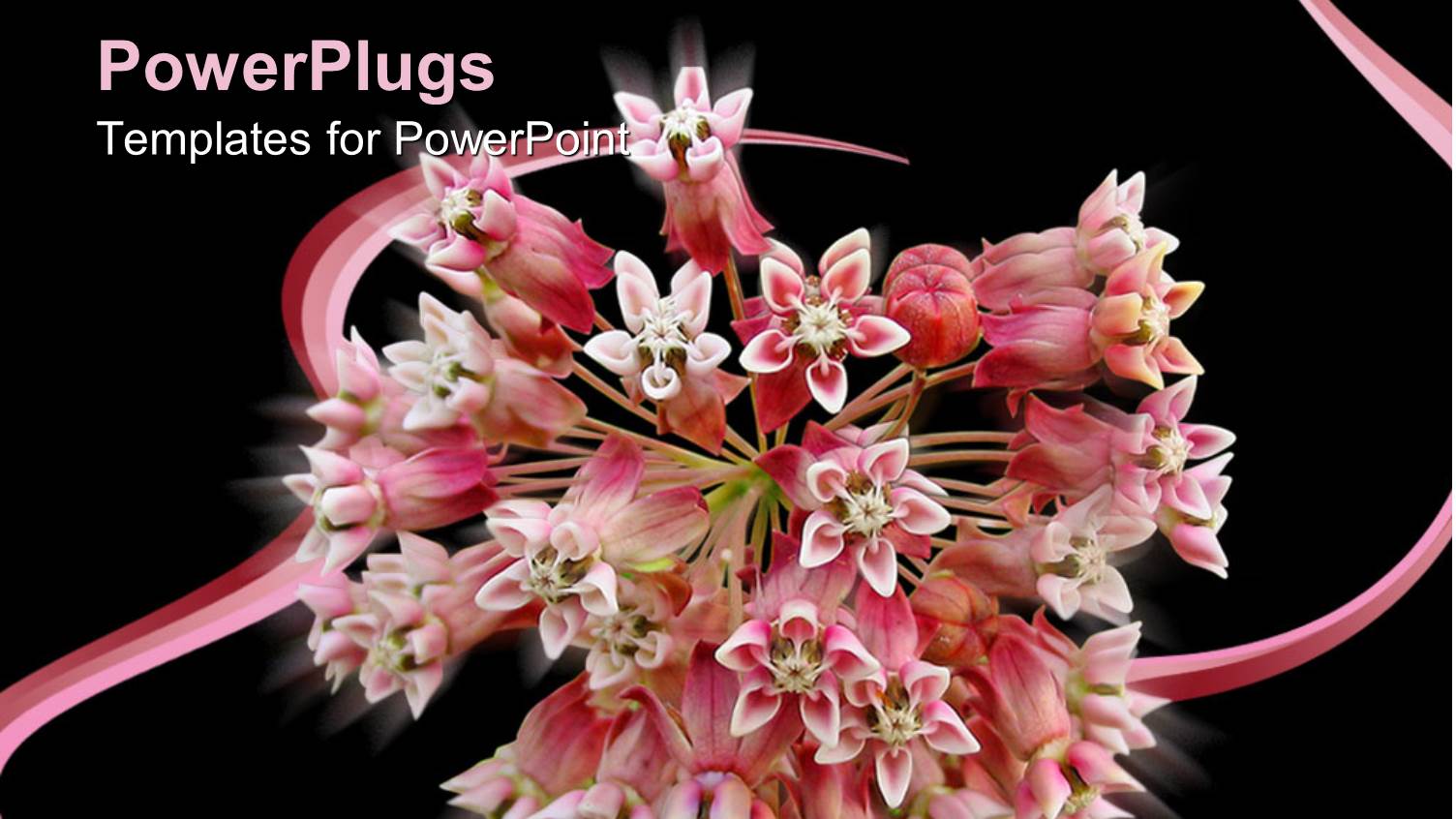Depiction of a Bunch of Pink Flowers on a Black Background