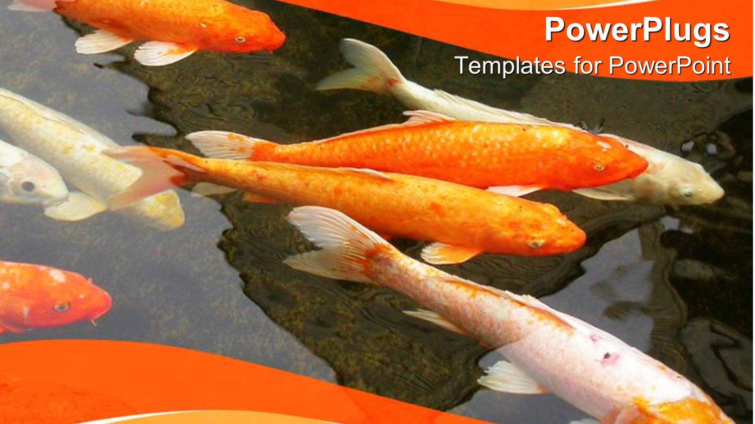 the Depiction of a Fish Farm with a Number of Various Fishes