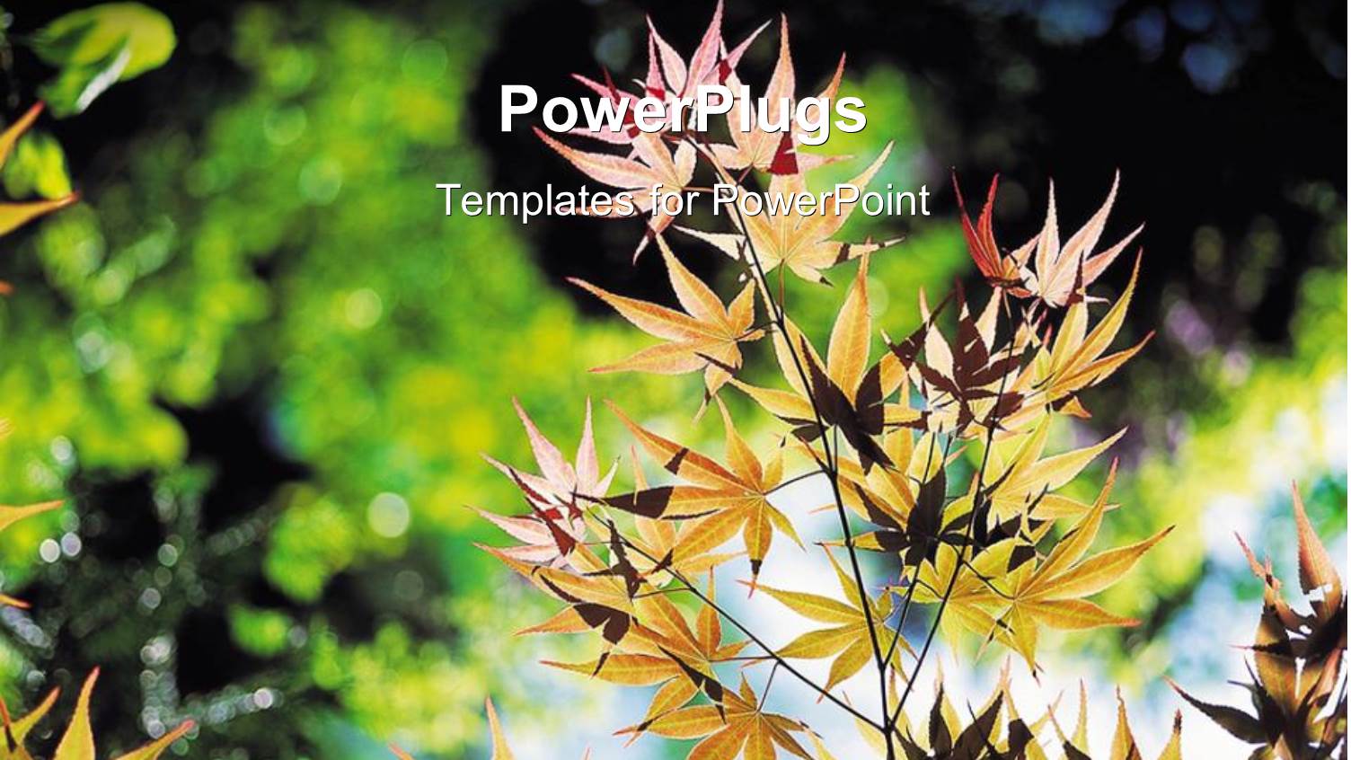 Depiction of Nature with Close-up of Plant in large Garden