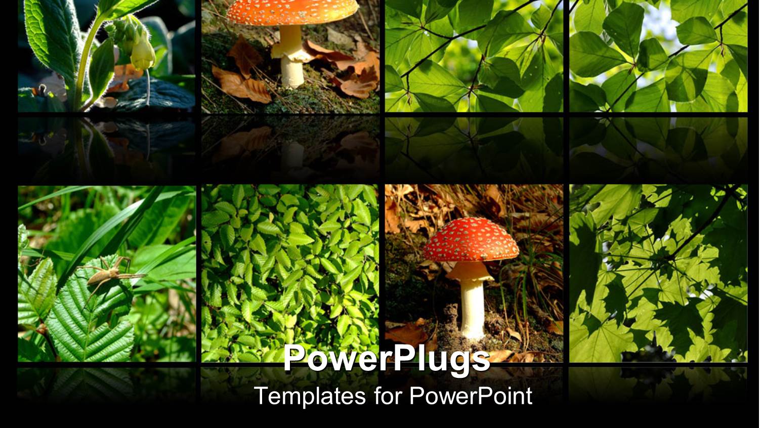 the Depiction of Nature with the Help of Mushrooms