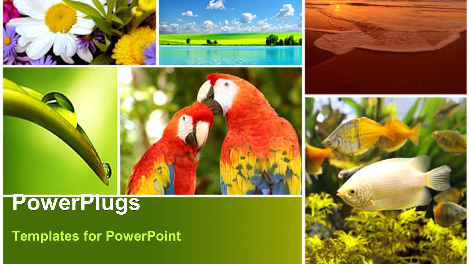 a Depiction of Nature in Various Forms like Fish, Birds and Flowers