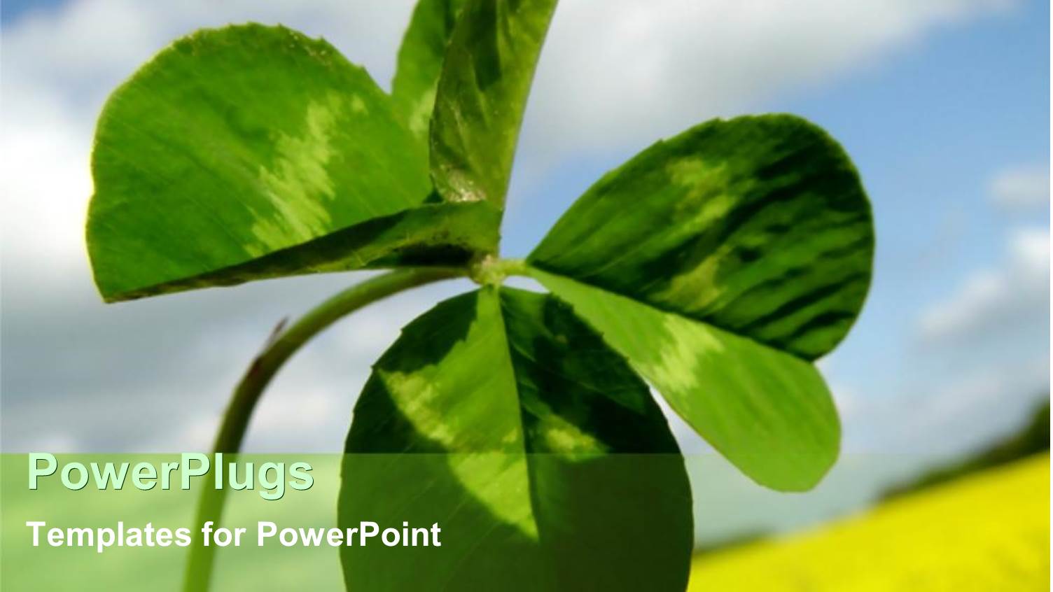 Depiction of a Plant with Four Broad Leaves on it